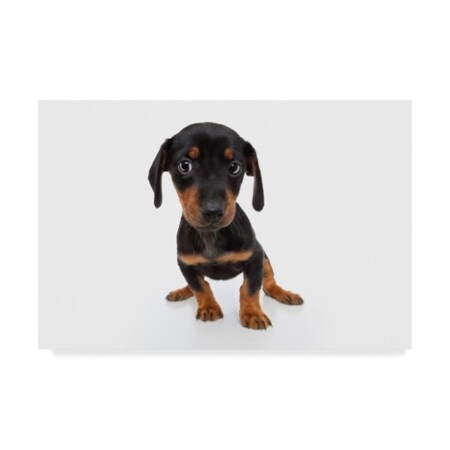 Trademark Fine Art Andrea Mascitti Puppies 'Curious Puppy' Canvas Art, 16x24 ALI24570-C1624GG